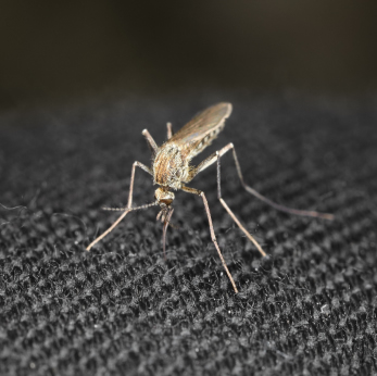 Mosquito Spraying Services